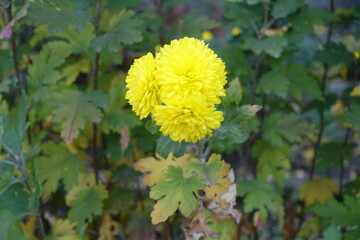 Group of three yellow flowers of Chrysanthemums in October