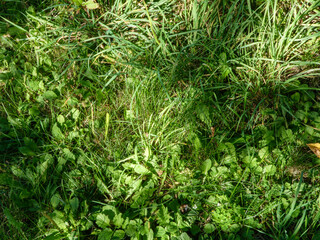Lush Green Grass and Plant Texture