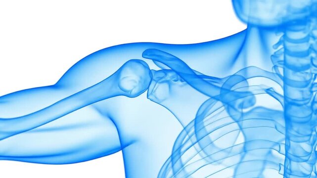 Human Shoulder Joint with Anatomy, and Medical Study.