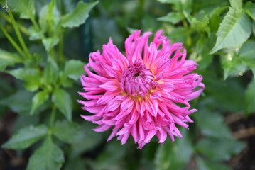 Obraz premium Dahlia rose au jardin en été
