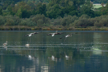 flying Flamingo at dawn pastel colors in middle of water pond Biguglia Corsica near Bastia Tall grasses on background