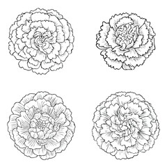 Carnation beautiful line drawing vector collection combined in one artwork.