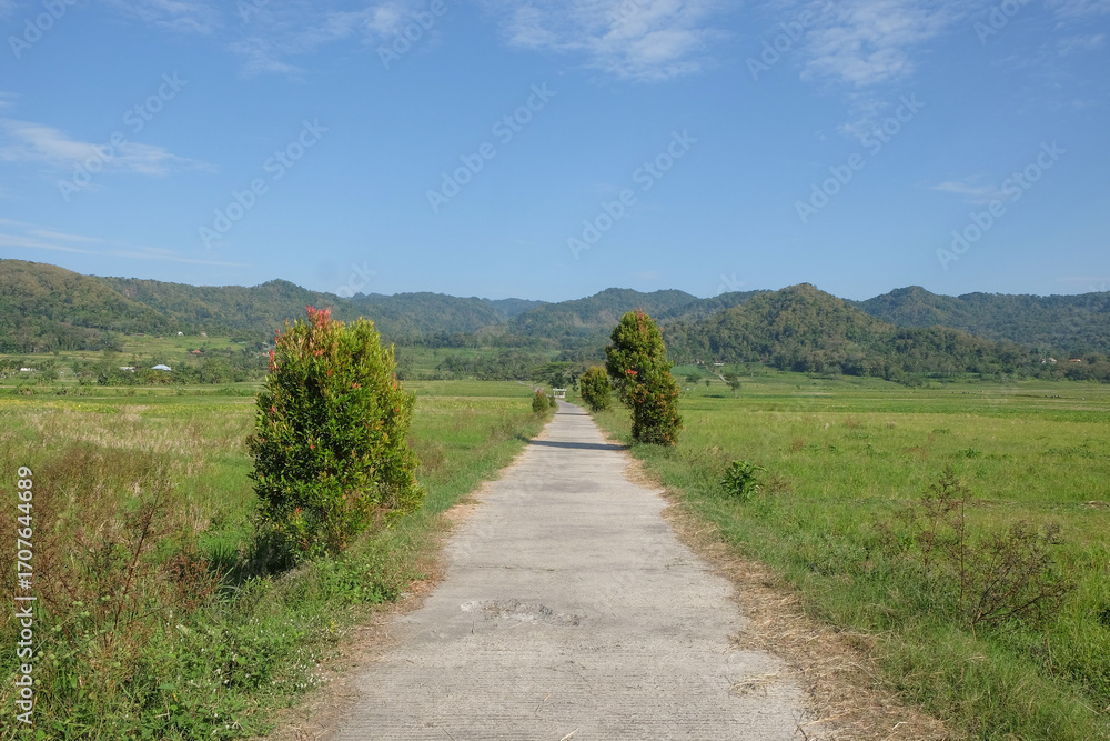 Poster view of a concrete road in the middle of rice fields during a hot summer day. ecological and environ