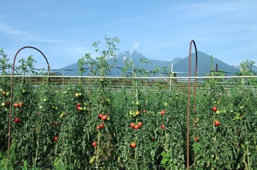 妙高市名産のトマト栽培の様子　バックは妙高山