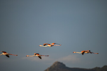 flying Flamingo at dawn pastel colors in middle of water pond Biguglia Corsica near Bastia Tall grasses on background