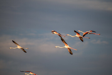 flying Flamingo at dawn pastel colors in middle of water pond Biguglia Corsica near Bastia Tall grasses on background