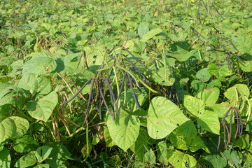 Close up of green bean seeds on a tree. Agricultural industry concept. For graphic design, 3D rendering and banner background
