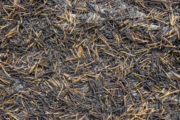 Top view of black texture of sun-dried mung beans. For graphic design, 3D rendering and banner backgrounds