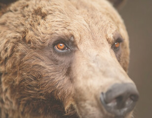 Fototapeta premium Bear portrait, close-up