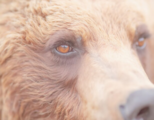 Bear portrait, close-up