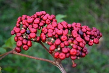 Fresh Red Berries in the Bush