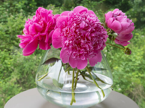 A clear round vase holds a bouquet of lush pink peonies. The flowers are set against a blurred green background, emphasizing their vibrant color.