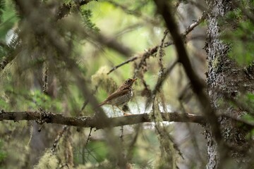 Bird perched in a lush forest setting.