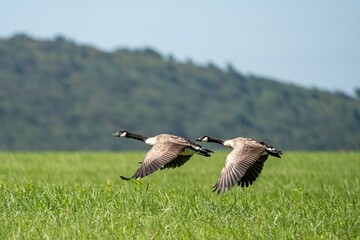Canada geese flying over a green field.