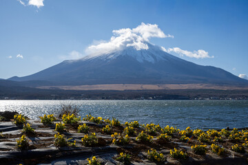 Yellow pansy flower field with Mount Fuji and lake view in Japan