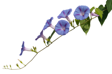 Delicate blue morning glory flowers blooming on a vine isolated on transparent background3