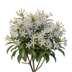 Delicate cluster of small white star shaped flowers with green leaves isolated on transparent background