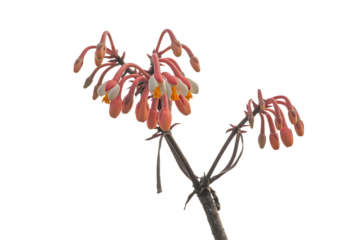 Delicate coral colored aloe vera flower cluster isolated on transparent background