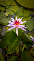 Close-up of a pink Nymphaea in water. Shot in an European botanic garden.