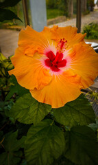 Close-up of an orange Hibiscus. Shot inside a greenhouse in Germany.