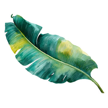 Watercolor banana leaf with curved shape conveys a serene, tropical, isolated feeling.