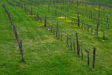 Obraz premium Vineyard rows on green hillside in Badacsony 