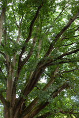 Foliage of a large tree in summer