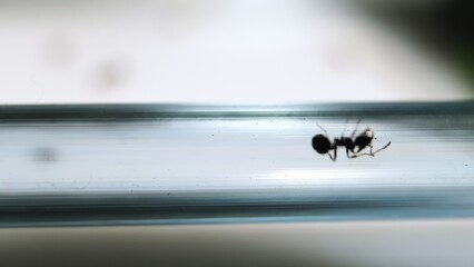 One black ant in tube upside down. Relocation of ants to another formicarium through a pipe close-up side view. Colony of messor reaper ants in the acrylic ant farm. Hobby pets watching. Copy space