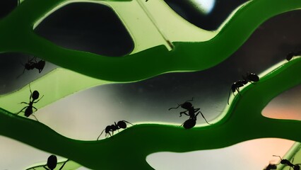The ant washes itself. Washing insect. Body care concept. Colony of black reapers messor structor...