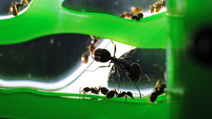 Colony of black reapers messor structor ants in a acrylic Formicariums tunnels close-up side view. Observation of the animals lifestyle. Ant farm. High Quality photo