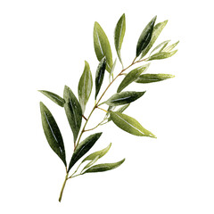 Naklejka premium Delicate olive branch depicted in watercolor style with transparent background and no fruit