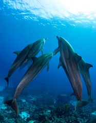 Dolphins in the blue, deep sea