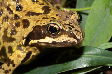 Close up of big British common garden frog in the garden