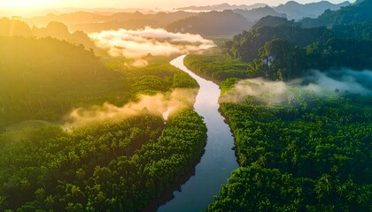 Aerial View of Lush Tropical River Flowing Through Dense Forest with Fog in the Morning Light