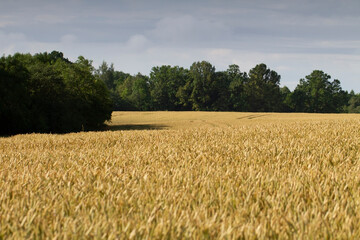 View of a wheat field.