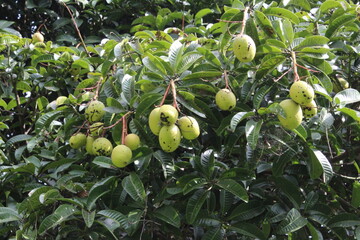 green olives on tree
