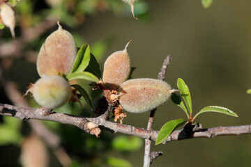 Mandelbaum (Prunus amygdalus)  Zweig mit Früchten 