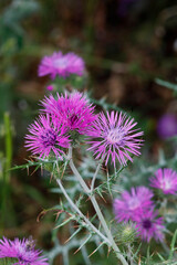 Distel mit lila Blüten