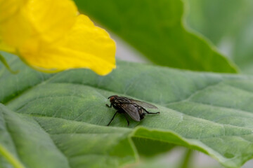 An insect on a plant.
