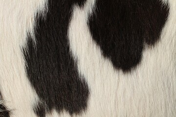 Live calf skin with hair.