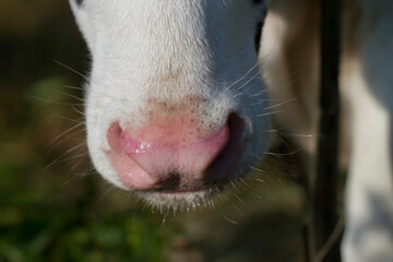 An animal's wet nose in nature.