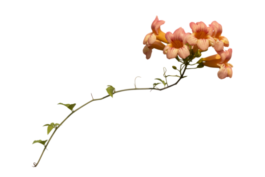 Delicate orange trumpet flowers bloom on a vine isolated on transparent background