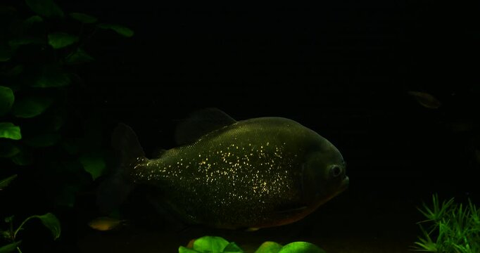 4K cinematic close-up of a black pacu fish swimming in a dark aquarium, with shimmering golden speckles across its body and lush green plants nearby.