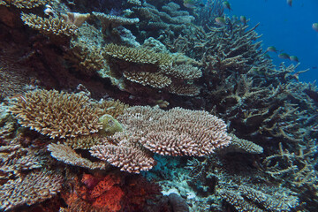 A mixture of Acropora species scleractinic hard corals, growing on a coral reef in Gaafu Dhaalu atoll, Maldives