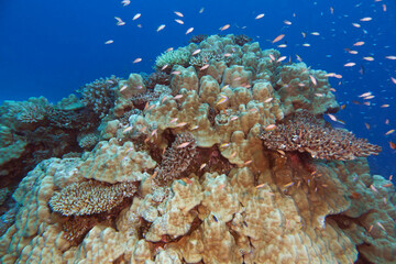A mixture of scleractinic hard corals on a coral reef in Gaafu Dhaalu atoll, Maldives