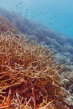 A 'forest' of Staghorn (Acropora species) hard corals, on a coral reef in Gaafu Dhaalu atoll, Maldives