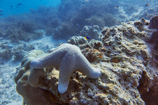 A Choriaster species starfish does a 'hand-stand', on a coral reef in Gaafu Dhaalu atoll, Maldives
