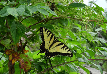 eastern tiger swallowtail butterfly  in the trees,  seen  in summer while hiking along the stone...