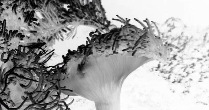 4K cinematic abstract negative shot of a sea anemone underwater, with flowing tentacles creating a surreal monochrome effect in a dreamlike composition.