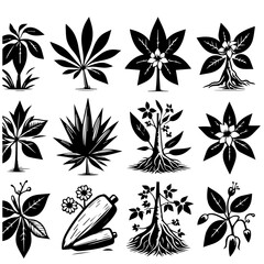 Collection of twelve black and white botanical illustrations featuring various plants leaves and roots in different styles
